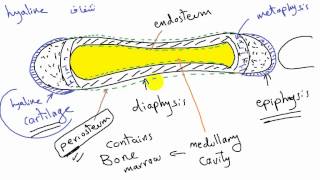 general anatomy 6  types of bone 2 development of bone by dr Sameh Ghazy [upl. by Bergeman]