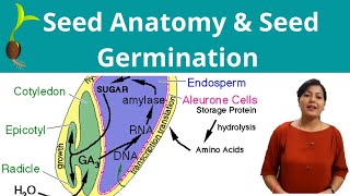 Seed Anatomy  Seed Germination [upl. by Pacian]