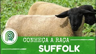 Conheça a história da raça de ovelha suffolk [upl. by Nylecaj635]