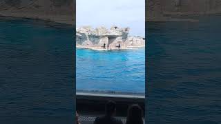 Дельфинарий Римини 🐬🐬 Dolphinarium Show 🐬🐬 концовка [upl. by Charlet]