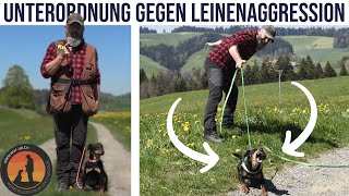 Leinenaggression das Übel bei Hundebegegnungen  Hundeschule UB [upl. by Winfield]