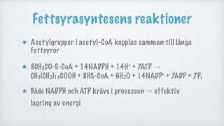 Glukoneogenes och fettsyrasyntes [upl. by Theodoric]