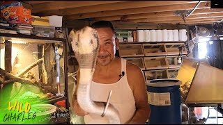 Snakeman Alberts Deadly Pets Cobras amp Rattlesnakes [upl. by Lrac407]