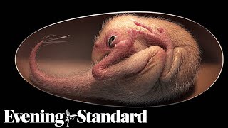 Perfectly preserved dinosaur embryo found in China  Biofacts  Latest update  shorts [upl. by Stilwell]