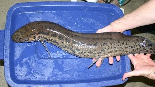 African leopard lungfish  african lungfish aquarium [upl. by Abbie]