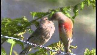 Les Oiseaux de Corrèze N°2Les oiseaux familiers mais discrets [upl. by Darelle]