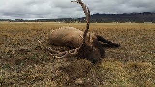 6x7 Bull Elk Trips on Fence and Dies [upl. by Cassell]