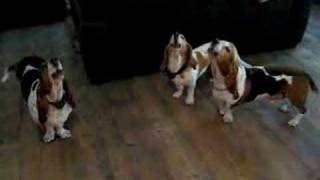 Basset hound concerto [upl. by Aneras327]