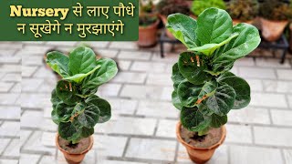 How to care fiddle leaf fig plant यह चीज़ जानलो एकबार Nursery से लाए पौधे न सूखेंगे न मुरझाएंगे [upl. by Risa]