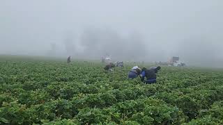 los mejores cosechadores de fresa de watsonville [upl. by Oidualc70]