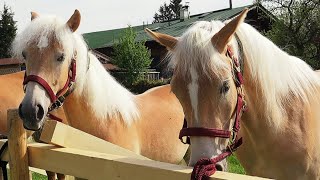 Haflinger Stutenausstellung 2023 Keilhuberhof in Reith bei Kitzbühel [upl. by Hnilym380]