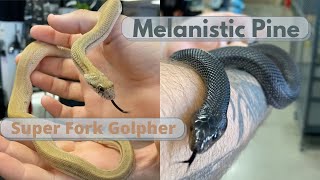 Pituophis Snake Hybrids Melanistic Pine and Super Fork Gopher Snake [upl. by Atival726]