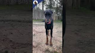 Valentina update November 2023 doberman dobermann dog [upl. by Adriaens]