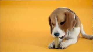 Pedigree Werbung 2012 Deutsch [upl. by Fassold]