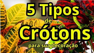 5 TIPOS DE CRÓTONS PARA SUA DECORAÇÃO  CRÓTONS  DECORANDO SUA CASA COM PLANTAS  NATUREZA [upl. by Crist]