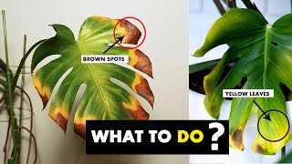 This is why your Monstera plant leaves turning Brown yellow or black [upl. by Akina]