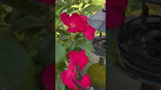 Robusta Rose Rugosa Bought it bare root from Walmart It’s for zones 5 to 10 🇺🇸 [upl. by Naillij]