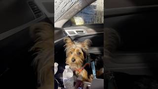 Car wash day with the Yorkie  barking the whole time [upl. by Harrad]