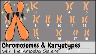 Chromosomes and Karyotypes [upl. by Leavitt]