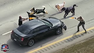 MOST BRUTAL Police Dog Chase of All Time Dont Ever Run From a Police Dog [upl. by Theodoric]