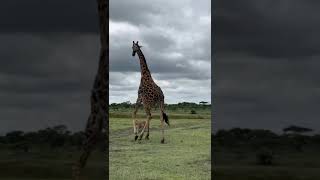 Lionesses attempt to take down a fully grown male giraffe  Serengeti Tanzania [upl. by Jacynth33]