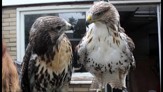 VLOG 05  Voorstellen roofvogels [upl. by Artemed]