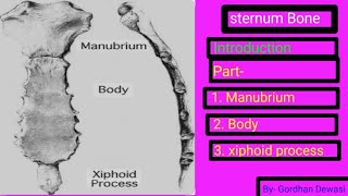 Sternum Bone Introduction Location part of the sternum Bone 1Manubrium 2Body 3Xiphoid process [upl. by Auehsoj]