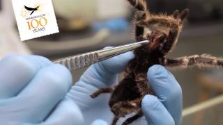 Edinburgh Zoo Tarantulas and invertebrates  RZSS Veterinary Team  Love Your Zoo Week 2013 [upl. by Yuht]