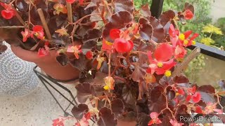 5 simple steps to save your Begonias in Summers for next season [upl. by Aniz]