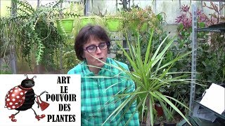 Conseils jardinage Dracaena marginata comment faire une bouture plante verte [upl. by Nnylarat712]