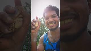 Hete paithan🤩😲👀viralvideo koyagondi koya hete viralshorts crabe koyacrabe [upl. by Pisano452]