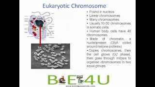 Difference between Prokaryotic and Eukaryotic Chromosomes  Cell Biology  biologyexams4u [upl. by Pellegrini861]