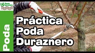 ✂️PODA del 🍑 DURAZNERO y planificación y el cómo hacerlo en el campo  Parte 2 de 2 [upl. by Arriaes207]