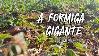 A FORMIGA GIGANTE  O DOCUMENTÁRIO [upl. by Bob]