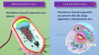 Prokaryotic and Eukaryotic Cells  Differences  Basic Biology [upl. by Ellenig446]