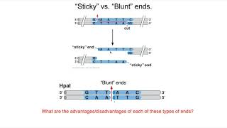 Restriction Enzymes and Ligase [upl. by Eurd772]