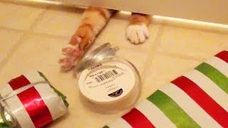 How Cats Help Wrap Presents [upl. by Latrice]