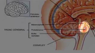 Généralités sur l’anatomie de lencéphale [upl. by Salokkin]