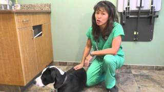 Signs of GDV in dogs  Dr Justine Lee [upl. by Coleman]