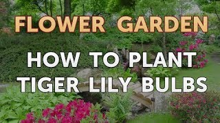 How to Plant Tiger Lily Bulbs [upl. by Vrablik]