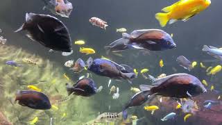 Zoo Animals Part 210 The Copadichromis Borleyi Kadango [upl. by Alrzc]