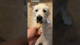 Puppy Only Swallows Food funnyanimals puppy cute [upl. by Meekar767]