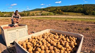 Harvesting 1000s Of Potatoes All By Hand [upl. by Andris705]