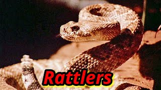 BAD MOVIE REVIEW  Rattlers 1976 [upl. by Anoblav]