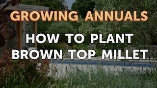 How to Plant Brown Top Millet [upl. by Ennaear]