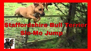 Staffordshire Bull Terrier  fence jump slomo [upl. by Naesar333]