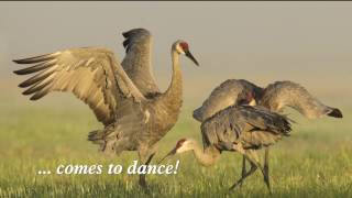 Yampa Valley Crane Festival [upl. by Elane]