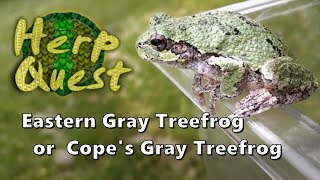 Eastern Gray Treefrog or Copes Gray Treefrog  Herp Quest 4 Herpetology Education [upl. by Oigolue]