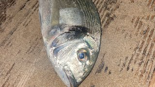 Surfcasting dorada lisas y morralla día para recordar [upl. by Turnheim]