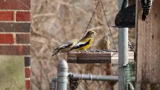 Evening Grosbeaks Brecksville Ohio Cuyahoga County 121520 [upl. by Rollo862]